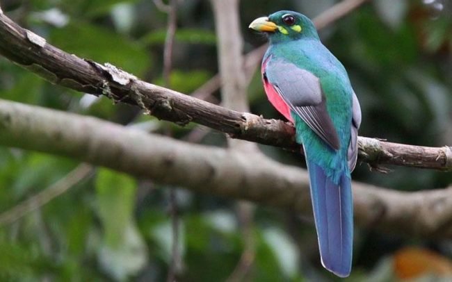 Mawimbi Narina-Trogon