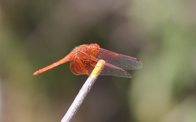 Diversity of insects at Mawimbi © Dunja Pietrach