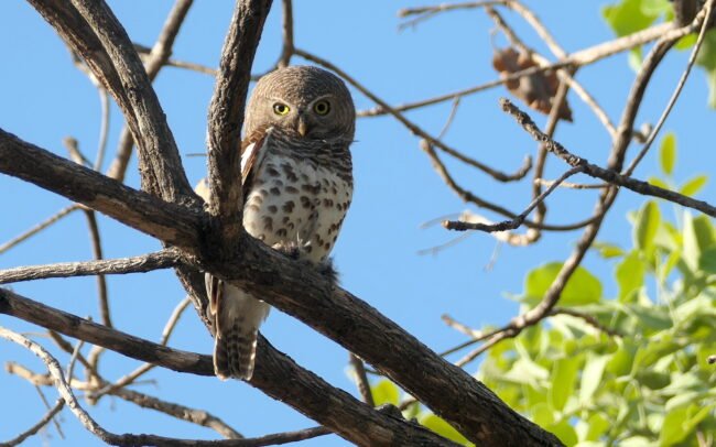 Wonderful birdlife at Mawimbi © Dunja Pietrach