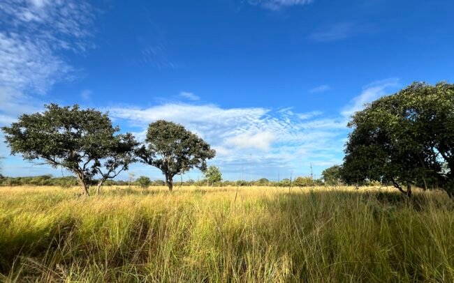 Lu-McCance-Price-Mawimbi-bush-camp-IMG_0129 Walking Safari