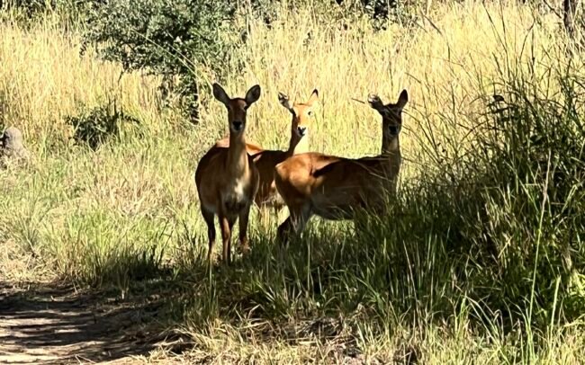 Lu-McCance-Price-Mawimbi-bush-camp-IMG_0159 Puku