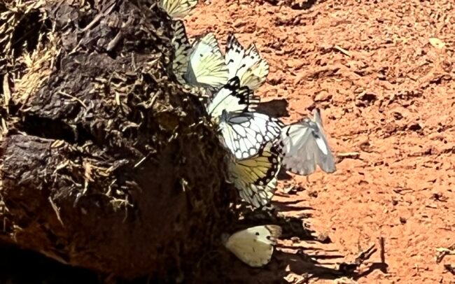 Lu-McCance-Price-Mawimbi-bush-camp-IMG_0202 Butterflies on elephant dung