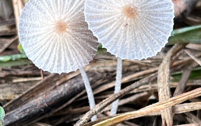 Lu-McCance-Price-Mawimbi-bush-camp-IMG_9991 Shrooms
