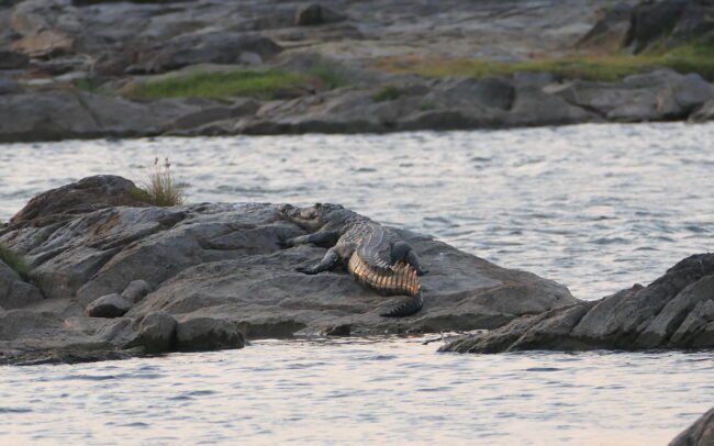 Dunja Pietrasch - Mawimbi bush camp - P1657598 Crocodile